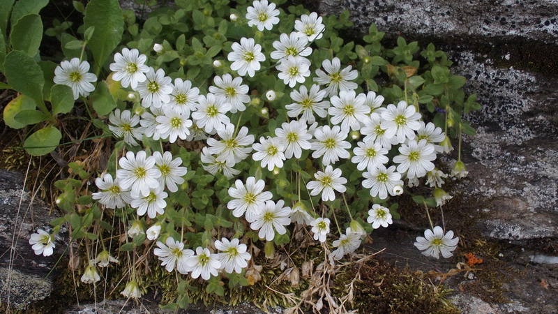 cerastium
